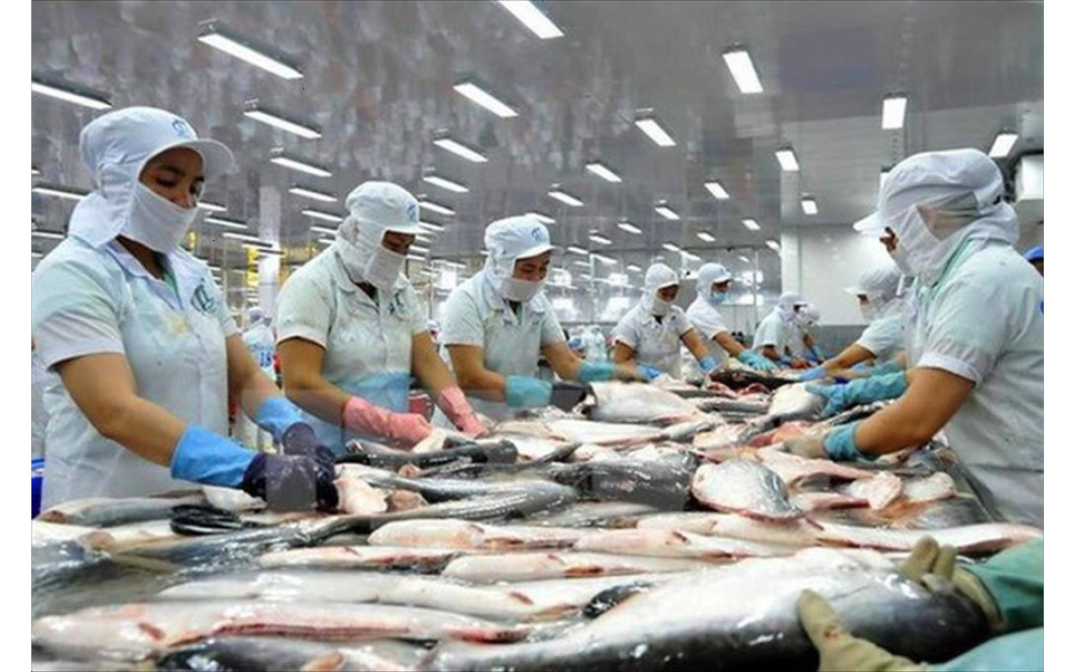 Xuất khẩu c&aacute; tra hồi phục nhưng nguồn cung chưa đ&aacute;p ứng kịp thời